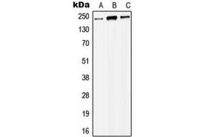 Image no. 1 for anti-K(lysine) Acetyltransferase 6B (KAT6B) (Center) antibody (ABIN2706634)