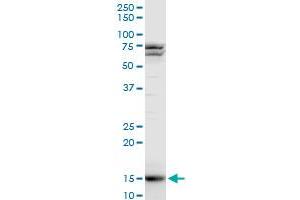 Image no. 2 for anti-Histone Cluster 1, H3d (HIST1H3D) (AA 1-136) antibody (ABIN563598)