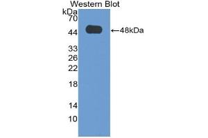 Image no. 1 for anti-delta-Like 1 Homolog (Drosophila) (DLK1) (AA 24-175) antibody (ABIN2925924)