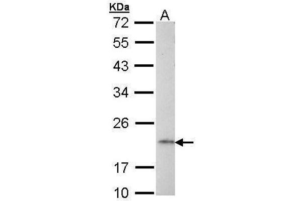 anti-Adaptor-Related Protein Complex 1, sigma 2 Subunit (AP1S2) (full length) antibody