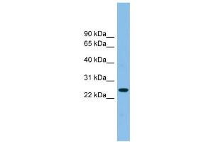 Image no. 2 for anti-Tetraspanin 4 (TSPAN4) (Middle Region) antibody (ABIN2773851)