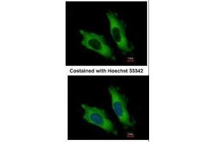 ICC/IF Image Immunofluorescence analysis of methanol-fixed HeLa, using EIF4A2, antibody at 1:500 dilution.