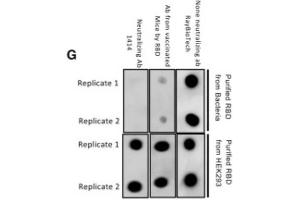Dot Blot (DB) image for anti-SARS-CoV-2 Spike S1 (RBD) antibody (ABIN6952746)