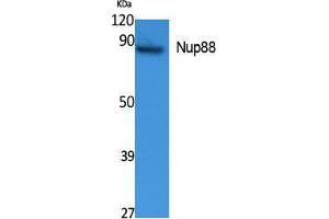 Image no. 1 for anti-Nucleoporin 88kDa (NUP88) (Internal Region) antibody (ABIN3187634)