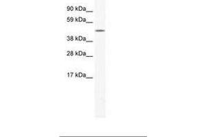 LCORL antibody  (AA 444-493)