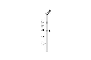 Anti-PTTG1 Antibody (N-term) at 1:500 dilution + Daudi whole cell lysate Lysates/proteins at 20 μg per lane.