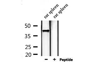 Image no. 2 for anti-Sphingosine-1-Phosphate Receptor 1 (S1PR1) antibody (ABIN6258139)