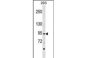 ZN Antibody (Center) (ABIN1538255 and ABIN2848919) western blot analysis in 293 cell line lysates (35 μg/lane).