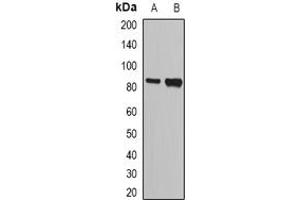 Image no. 1 for anti-Nuclear Autoantigenic Sperm Protein (Histone-Binding) (NASP) (full length) antibody (ABIN6043712)