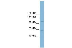 Image no. 1 for anti-Chloride Channel Accessory 2 (CLCA2) (C-Term) antibody (ABIN927526)
