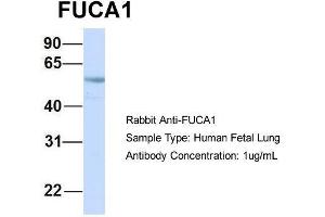 Image no. 1 for anti-Fucosidase, alpha-L- 1, Tissue (FUCA1) (Middle Region) antibody (ABIN2785640)