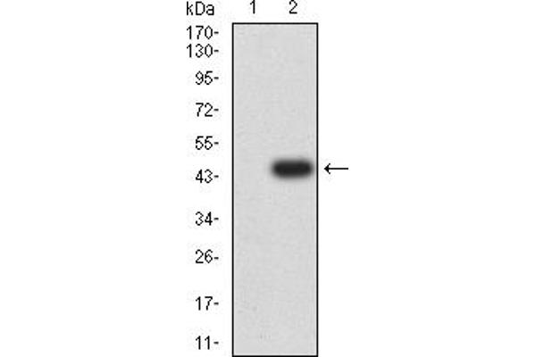 GRM7 抗体  (AA 454-590)
