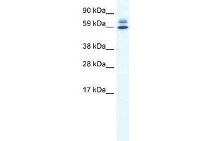 Image no. 1 for anti-Zinc Finger and BTB Domain Containing 38 (ZBTB38) (N-Term) antibody (ABIN2780142)