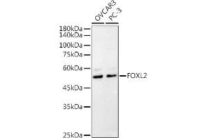 FOXL2 antibody  (C-Term)
