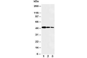 Image no. 3 for anti-V-Myb Myeloblastosis Viral Oncogene Homolog (Avian)-Like 2 (MYBL2) (N-Term) antibody (ABIN3029533)