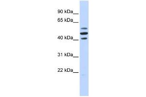 Image no. 1 for anti-HSPB (Heat Shock 27kDa) Associated Protein 1 (HSPBAP1) (Middle Region) antibody (ABIN2778016)