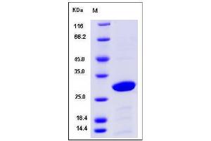 Image no. 1 for 14-3-3 alpha + beta (YWHAB) (AA 2-244), (Mature) protein (ABIN2009731)