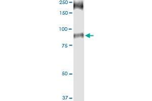 anti-Solute Carrier Family 26, Member 6 (SLC26A6) (AA 1-758) antibody