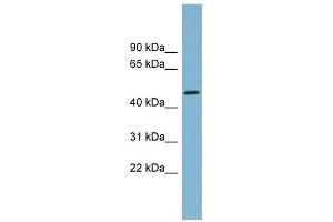 Image no. 1 for anti-Tryptophan 2,3-Dioxygenase (TDO2) (N-Term) antibody (ABIN631259)