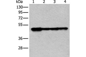 Western blot analysis of 293T and 231 cell lysates using VRK1 Polyclonal Antibody at dilution of 1:400