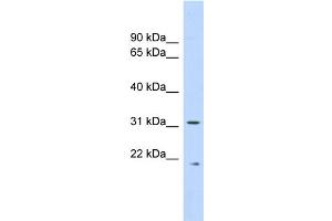 Image no. 1 for anti-Calpain, Small Subunit 1 (CAPNS1) (Middle Region) antibody (ABIN2787678)