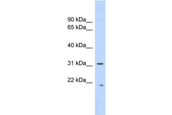 anti-Calpain, Small Subunit 1 (CAPNS1) (Middle Region) antibody