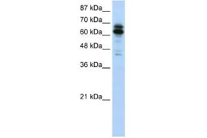 Image no. 1 for anti-Synaptotagmin Binding, Cytoplasmic RNA Interacting Protein (SYNCRIP) (N-Term) antibody (ABIN629882)
