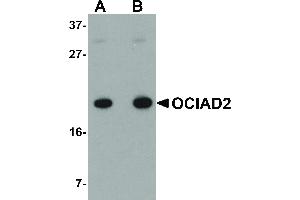 OCIAD2 anticorps  (C-Term)