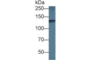 Ninein antibody  (AA 1-153)