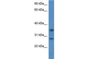 Image no. 1 for anti-Neurexophilin 1 (NXPH1) (N-Term) antibody (ABIN6746409)