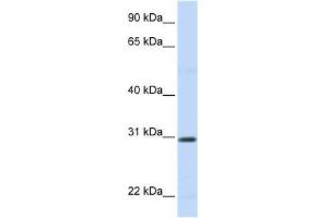 Image no. 1 for anti-Stanniocalcin 1 (STC1) (N-Term) antibody (ABIN634788)