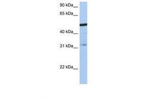 Image no. 1 for anti-Zinc Finger Protein 14 Homolog (ZFP14) (AA 110-159) antibody (ABIN6738734)