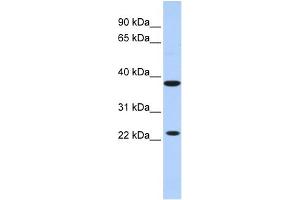 Image no. 1 for anti-Killer Cell Lectin-Like Receptor, Subfamily A, Member 1 (KLRA1) (N-Term) antibody (ABIN2782726)