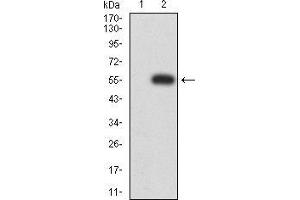 Image no. 1 for anti-HLA Class II DR alpha (HLA-DRA) (AA 26-254) antibody (ABIN5542623)