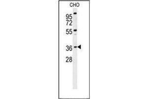 Image no. 2 for anti-Exonuclease 5 (EXO5) (AA 173-201), (Middle Region) antibody (ABIN951881)