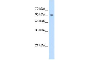 Image no. 2 for anti-KIAA0319 (KIAA0319) (N-Term) antibody (ABIN2782838)