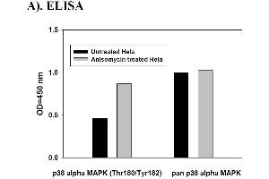 Image no. 2 for Mitogen-Activated Protein Kinase 14 (MAPK14) ELISA Kit (ABIN625242)