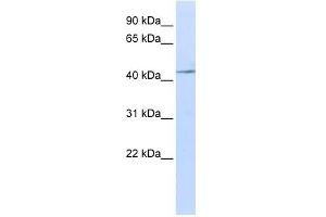 Image no. 1 for anti-Interleukin 11 Receptor, alpha (IL11RA) (N-Term) antibody (ABIN635796)