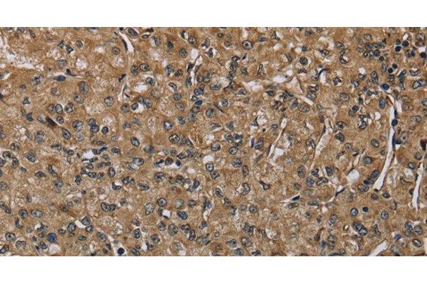 NLRP4 antibody