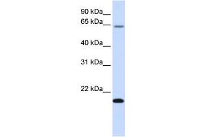 Image no. 1 for anti-Family with Sequence Similarity 19 (Chemokine (C-C Motif)-Like), Member A3 (FAM19A3) (Middle Region) antibody (ABIN2781888)