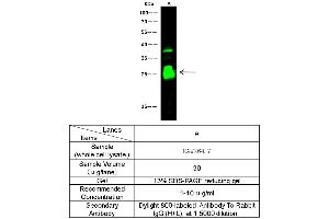 Image no. 1 for anti-Cathepsin S (CTSS) (AA 1-340) antibody (ABIN2691917)