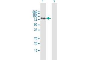 Image no. 1 for anti-Protein Tyrosine Phosphatase, Non Receptor Type 23 (PTPN23) (AA 1-577) antibody (ABIN525501)