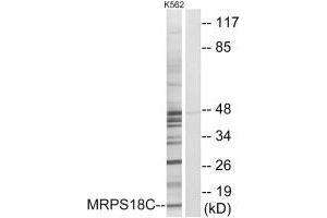 MRPS18C Antikörper