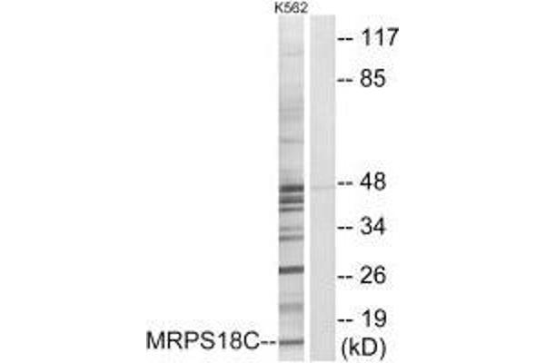 MRPS18C Antikörper