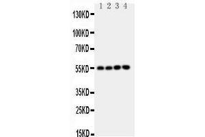 Image no. 3 for anti-Nuclear Respiratory Factor 1 (NRF1) (AA 272-288), (Middle Region) antibody (ABIN3044020)