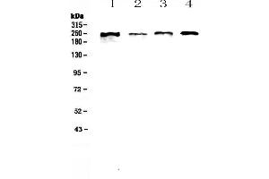 Image no. 1 for anti-Scribbled Homolog (SCRIB) (AA 172-409) antibody (ABIN5693286)
