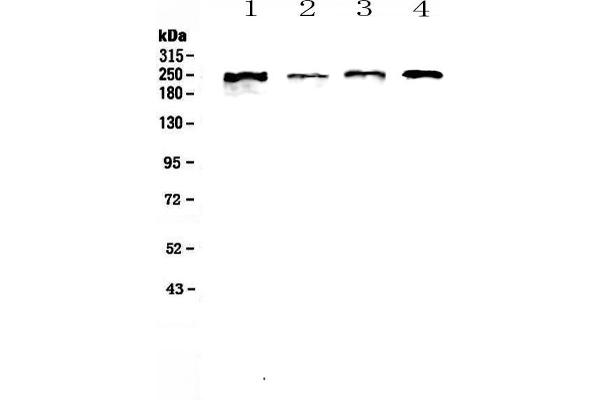 anti-Scribbled Homolog (SCRIB) (AA 172-409) antibody