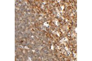 Image no. 1 for anti-Transcription Factor CP2-Like 1 (TFCP2L1) (N-Term) antibody (ABIN1450148)