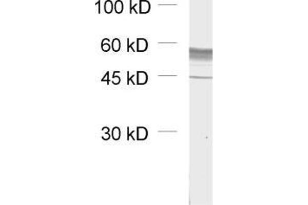 GABRB1 antibody  (AA 342-430)