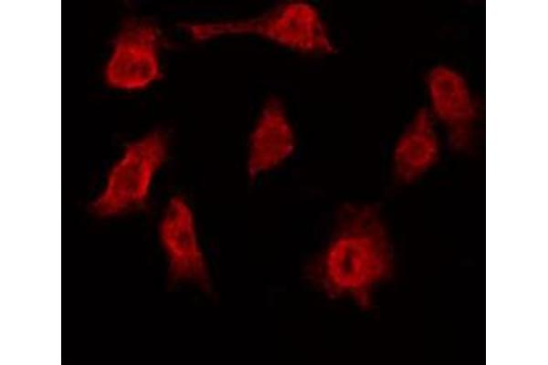 anti-Telomeric Repeat Binding Factor (NIMA-Interacting) 1 (TERF1) (Internal Region) antibody